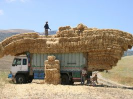 Cooperativa agricola: cosa fare per aprirla? Quanto costa?